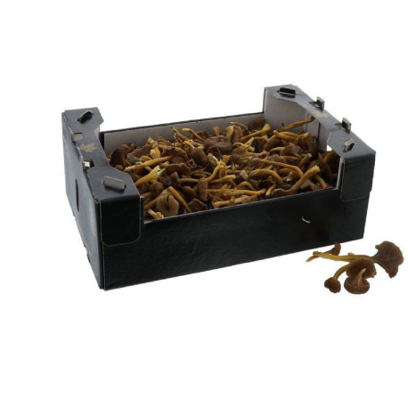 CHAMPIGNON CHANTERELLE GRISE 3KG